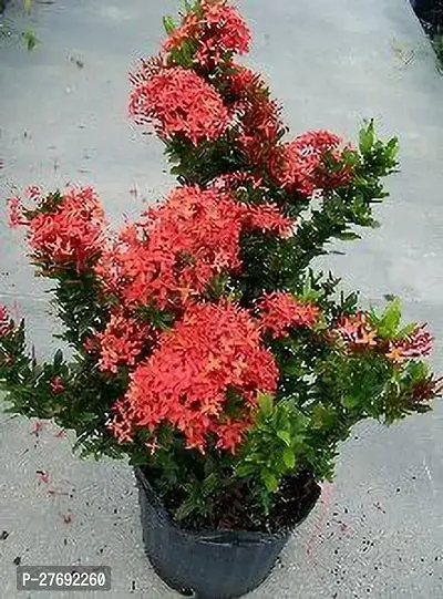 Zomoloco Trothic Ixora Chethi Red Plant Live Flowe-thumb0