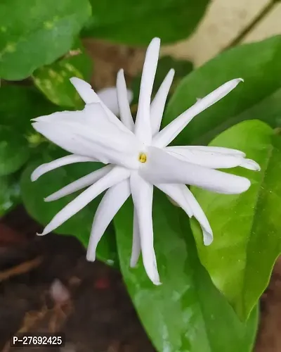 Zomoloco Arabian Jasmine Double Petal Live Flower-thumb0