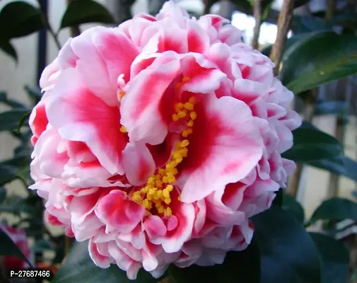 Zomoloco Pink Camellia Healthy Flower Plant For Ho-thumb0