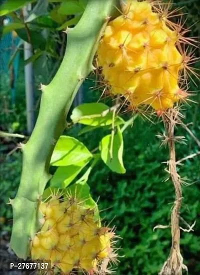 Zomoloco Live Dragon Fruit Plant Jumbo Yellow Dra-thumb0