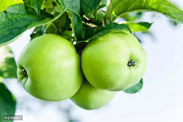 Zomoloco Geen Apple Granny Smith Hybrid Grafted Li-thumb0