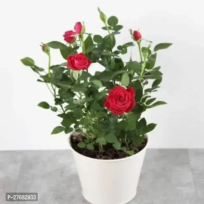 Zomoloco Rose Plant Hybrid Pack Of 1 Rose Plan-thumb0