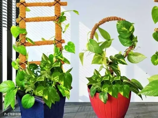 Zomoloco Money Plant Indoor Plant With Air Purifyi