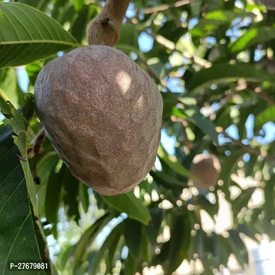 Zomoloco Custard Apple Live Plant Disha309007113-thumb0