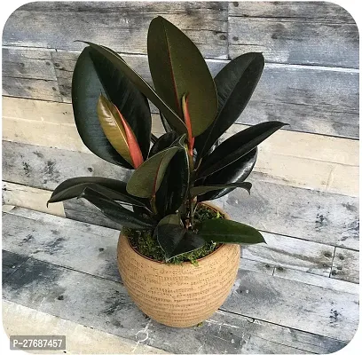 Zomoloco Live Rubber Plant Black Prince Rubber P