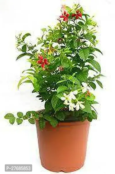 Zomoloco Rangoon Creeper Flower Plant Cfo380 Ma-thumb0