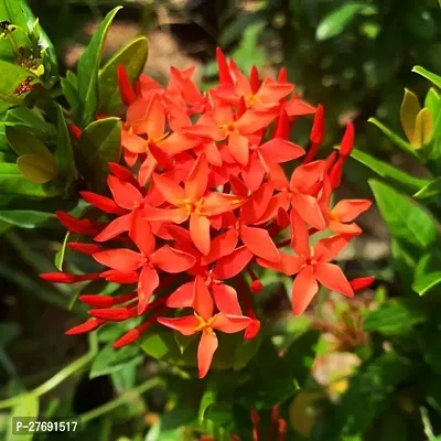 Zomoloco Trothic Ixora Chethi Red Plant Live Flowe-thumb0