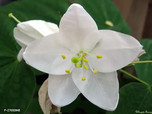 Zomoloco Kanchan Bauhinia Acuminata White Live F