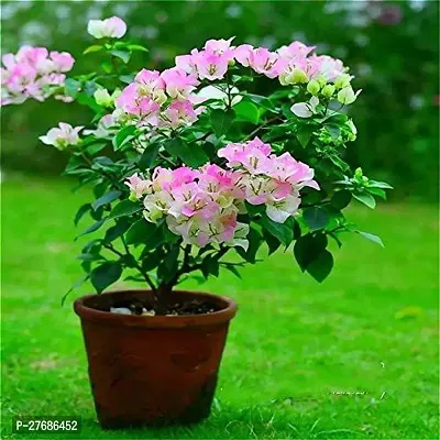 Zomoloco Bq01 Bougainvillea Plant