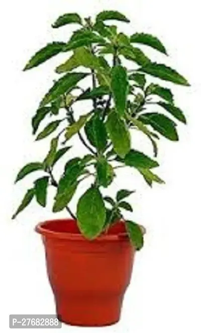 Zomoloco Air Purifying Tulsi Live Plant Tulsi Plan-thumb0