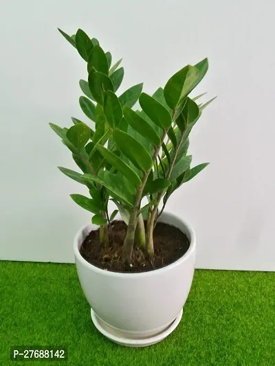 Zomoloco Live Air Purifying Indoor Zz Zamioculcas