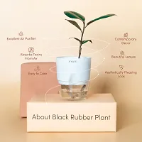 Zomoloco Ficus Plant Live Black Rubber Plant | White Self-Watering Pot | Ficus Elastica | Good Health-thumb1