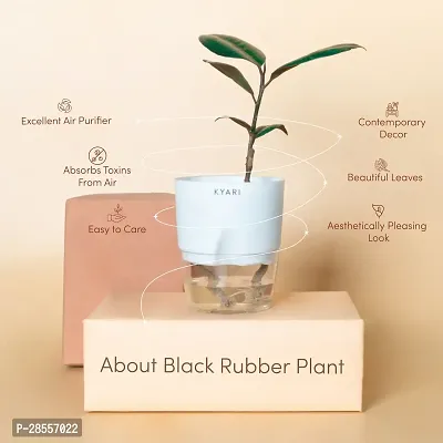 Zomoloco Ficus Plant Live Black Rubber Plant | White Self-Watering Pot | Ficus Elastica | Good Health-thumb2