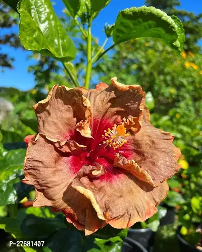 Zomoloco Hibiscus Hybrid Live Flower Plant Disha