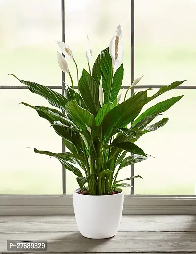 Zomoloco Peace Lily Or Spathiphyllum Live Plant Wh-thumb0