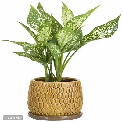 Zomoloco Snow White Aglaonema Chinese Evergree-thumb0