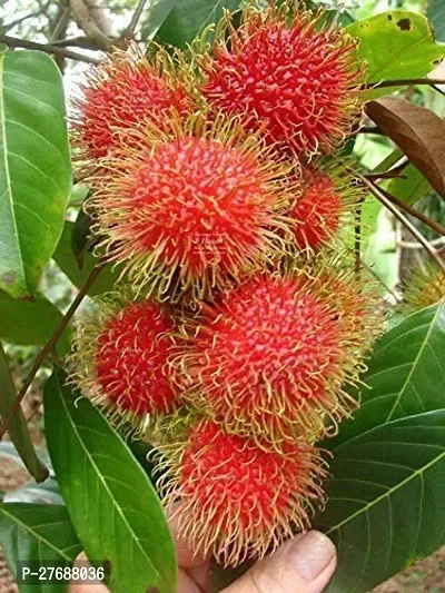 Zomoloco Rare Red Rambutan Hybrid Exotic Fruit See-thumb0