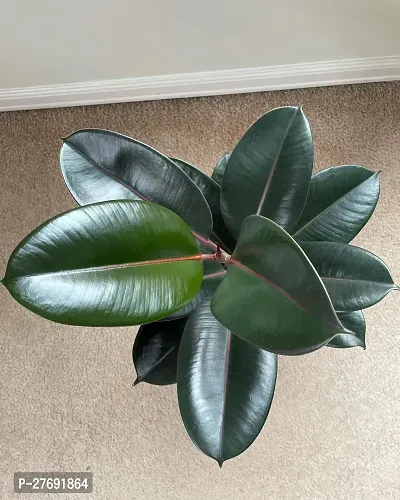 Zomoloco Live Rubber Plant For Indoor Home Decorat