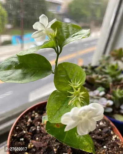 Zomoloco Arabian Jasmine Double Petal Live Flower-thumb0