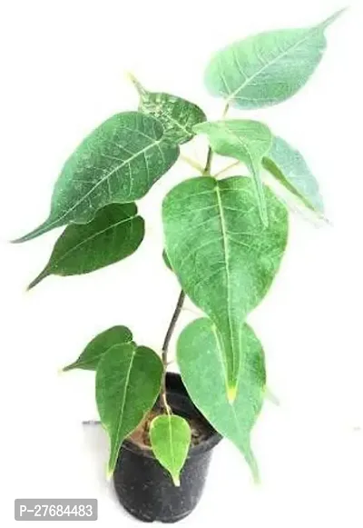 Zomoloco Peepal Tree Ficus Plant-thumb0