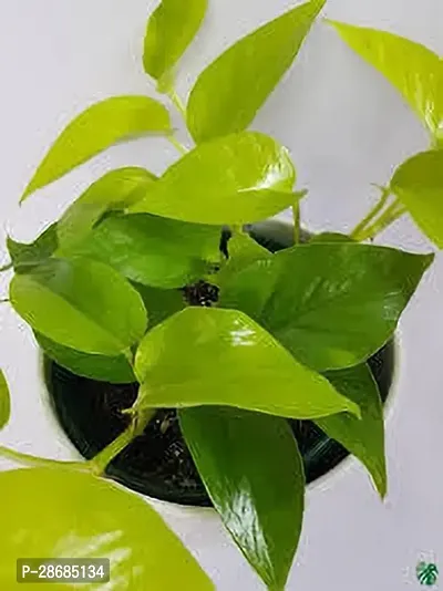 Zomoloco Money Plant MONEY PLANT MNBV-thumb0