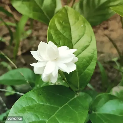 Zomoloco Arabian Jasmine Double Petal Live Flower-thumb0