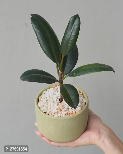 Zomoloco Live Rubber Plant For Indoor Home Decorat