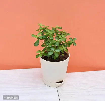 Zomoloco Jade Plant RH124-thumb0