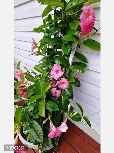 Zomoloco Pink Mandevilla Flower Mandevilla Plant-thumb0