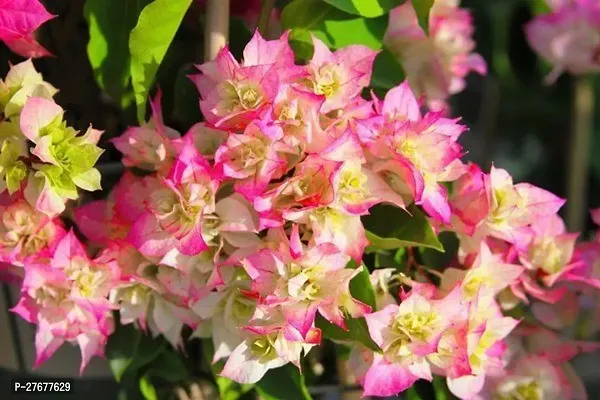 Zomoloco Bougainvilleahybrid Plantgrafted0245 Bo