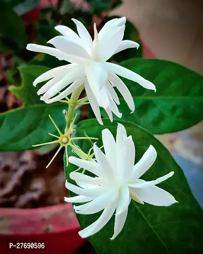 Zomoloco Arabian Jasmine Double Petal Live Flower-thumb0