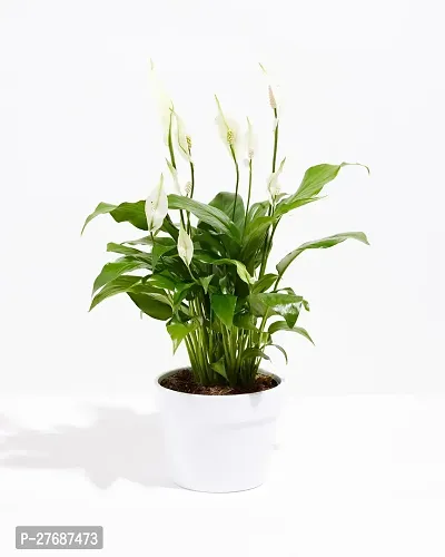 Zomoloco Peace Lily Or Spathiphyllum Live Plant Wh