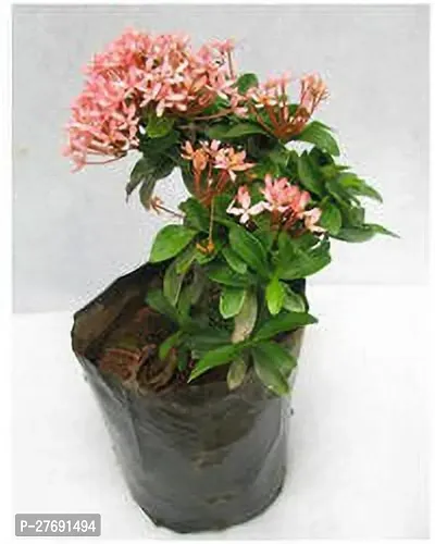 Zomoloco Trothic Ixora Chethi Red Plant Live Flowe