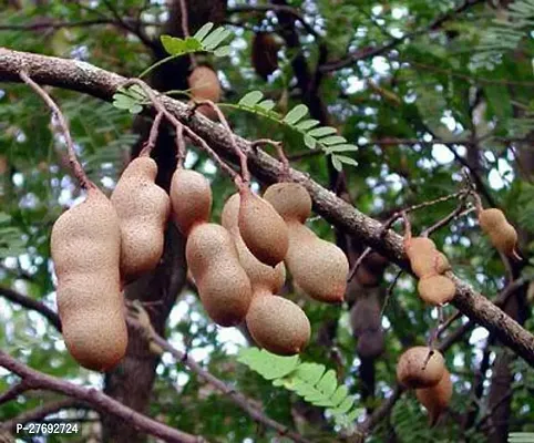 Zomoloco Hybrid Sweet Tamarind Plant Live Plant C