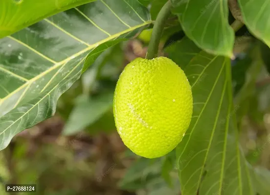 Zomoloco Live Breadfruit Plant Rare Dwarf Exotic A-thumb0