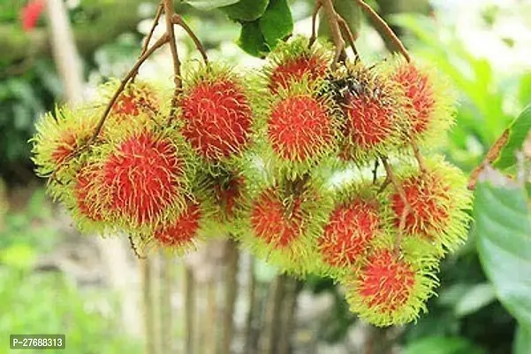 Zomoloco Rare Yellow Rambutan Hybrid Exotic Fruit