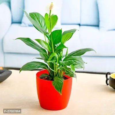 Zomoloco Peace Lily Or Spathiphyllum Live Plant Wh