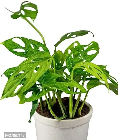 Zomoloco Broken Heart Indoor Plant With Air Purify