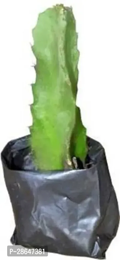 Zomoloco Dragon Tree SU00101-thumb3