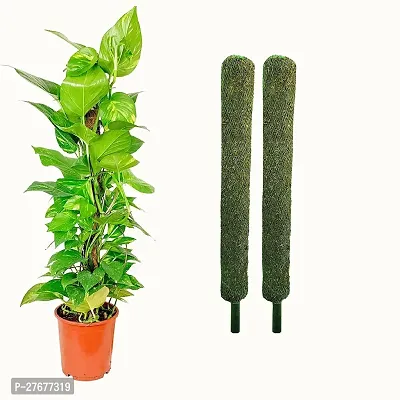 Zomoloco Moss Stick Money Plant-thumb0