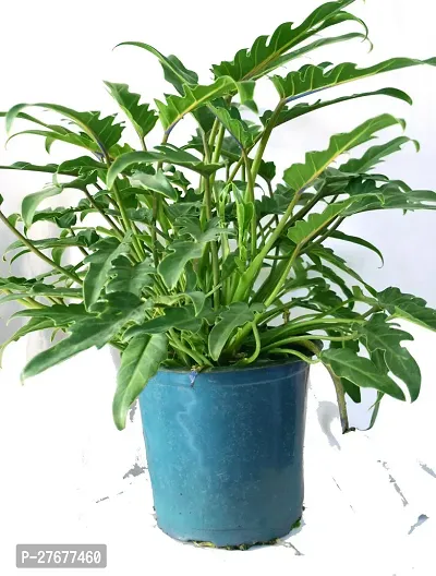 Zomoloco Philodendron Xanadu Indore Plant With Po