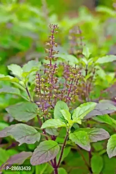 Zomoloco Tulsi Plant tulsi plant-thumb0