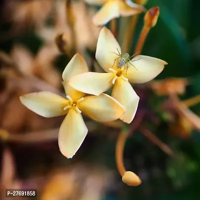 Zomoloco Trothic Ixora Chethi White Plant Live Flo-thumb0