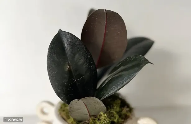 Zomoloco Live Rubber Plant For Indoor Home Decorat