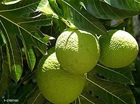 Zomoloco Live Breadfruit Plant Rare Dwarf Exotic A-thumb0