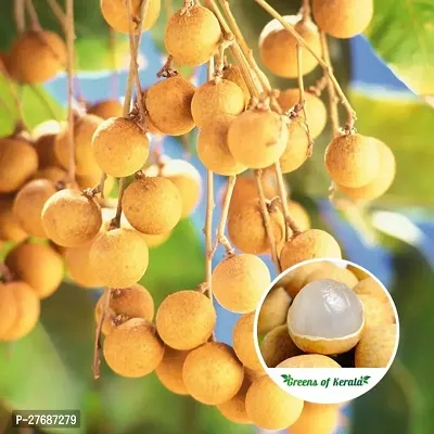 Zomoloco Rare Dwarf Longan Fruit Plant Thailand V-thumb0