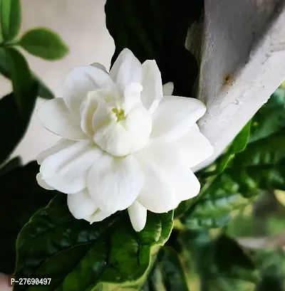 Zomoloco Arabian Jasmine Double Petal Live Flower-thumb0