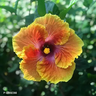 Zomoloco Hibiscus Yellow Live Flower Plant Cf3300-thumb0