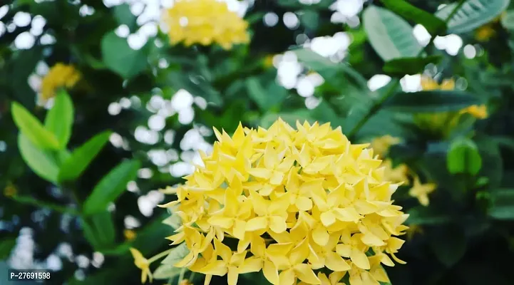 Zomoloco Trothic Ixora Chethi Yellow Plant Live Fl