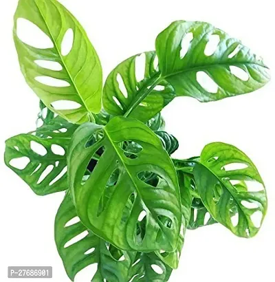 Zomoloco Broken Heart Indoor Plant With Air Purify